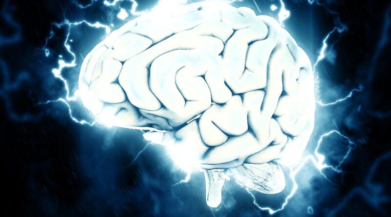 Quelles sont les 4 parties du cerveau ?
