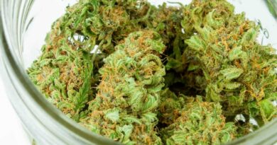 L’Amnesia ou la pépite du cannabis médical